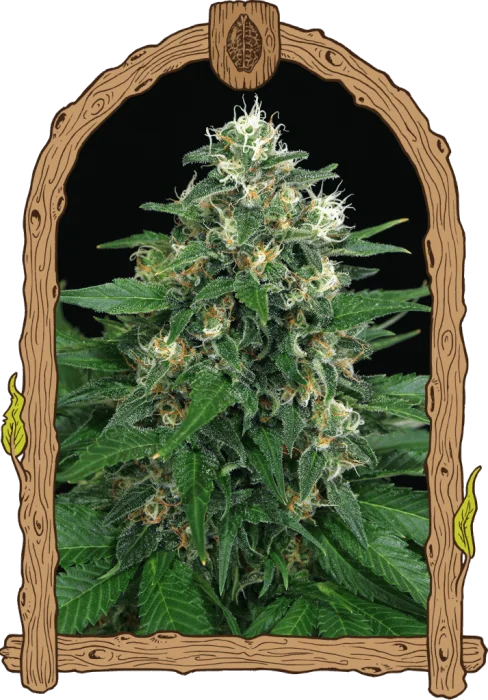 Exotic Thai van Exotic Seed