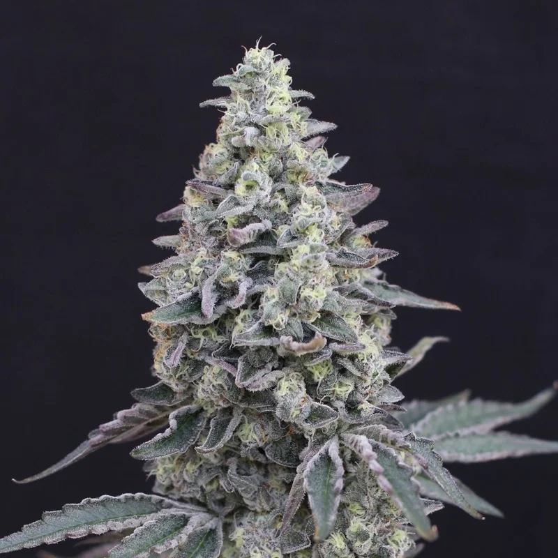 Georgia Cream van Exotic Seed