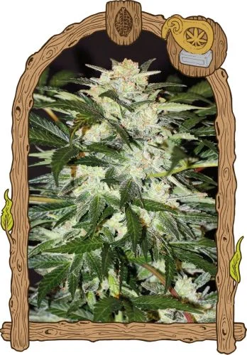 Monster Mash van Exotic Seed