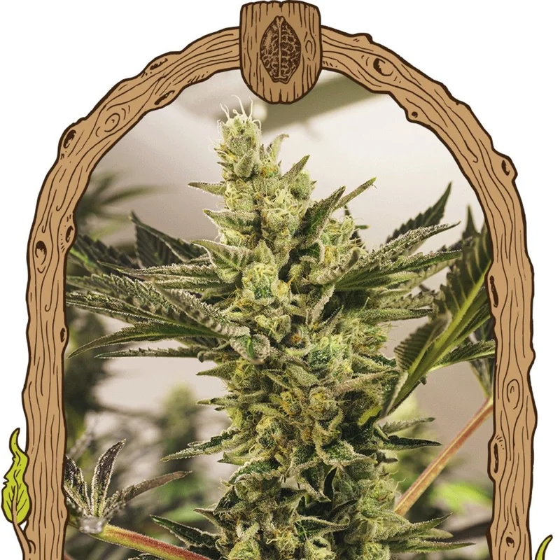 Banana Mash van Exotic Seed