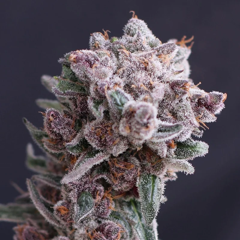 Tangie Smasher van Exotic Seed