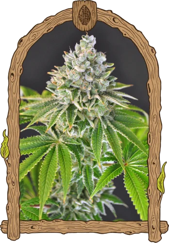 Arctic Flurry van Exotic Seed