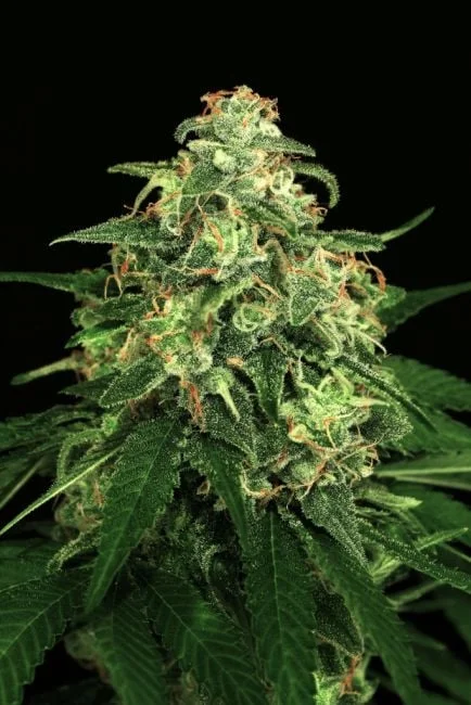 Mango Cream van Exotic Seed