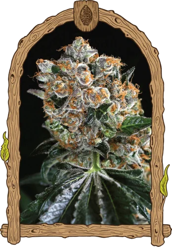 Malasana Cookies van Exotic Seed