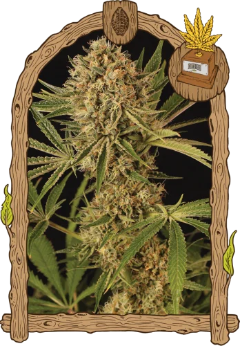 Herz OG van Exotic Seed