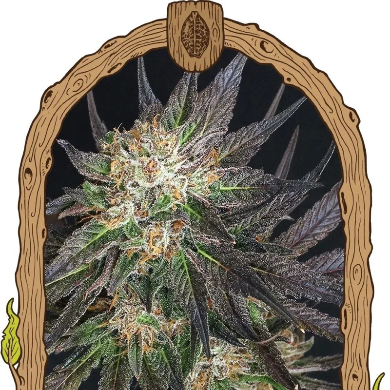 Georgia Cream van Exotic Seed
