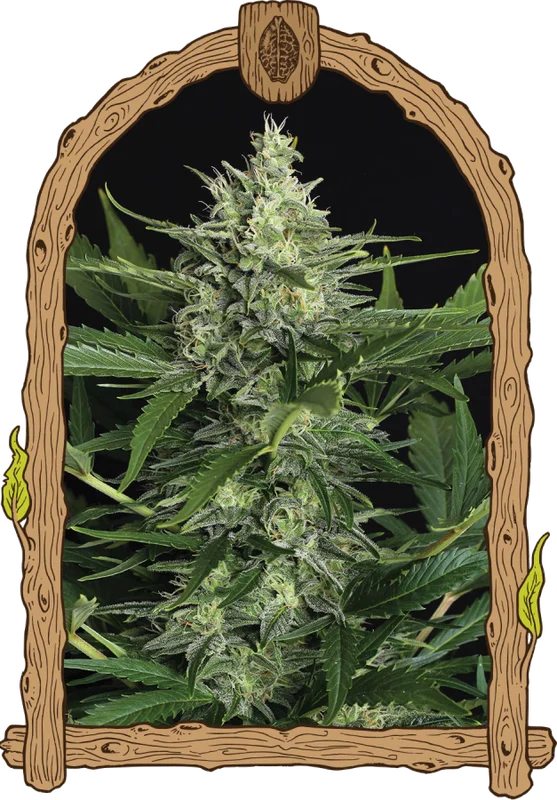 Green Gummy van Exotic Seed