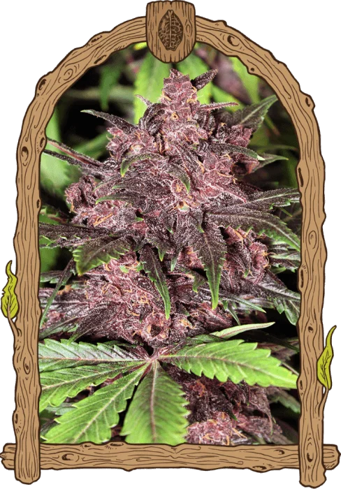 Black Haze van Exotic Seed