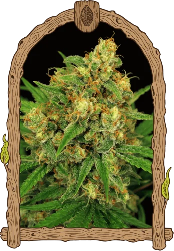 Tangerine Kush van Exotic Seed