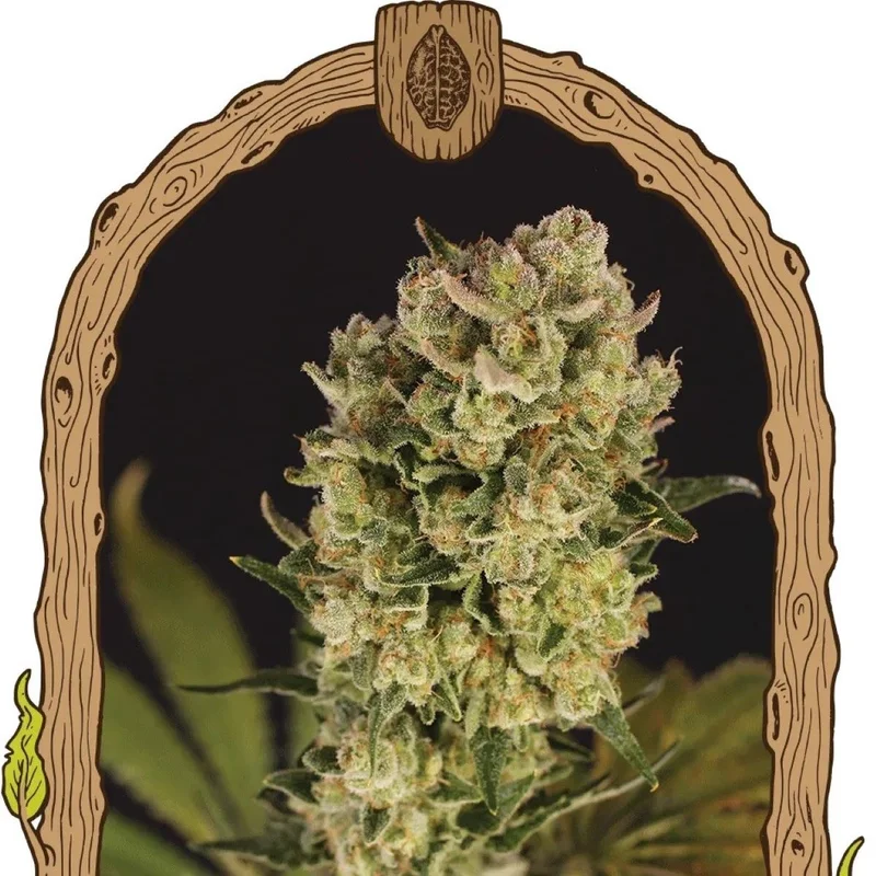 Candy Jungle van Exotic Seed