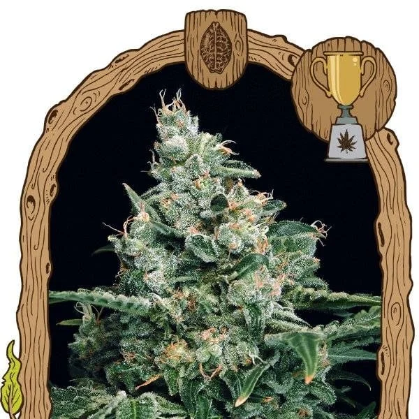 Sir Jack van Exotic Seed