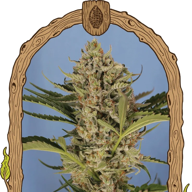Herz OG van Exotic Seed