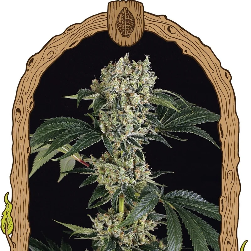 Sugar Larry van Exotic Seed