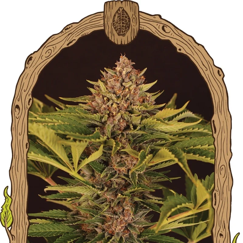 Strawberry Cola van Exotic Seed