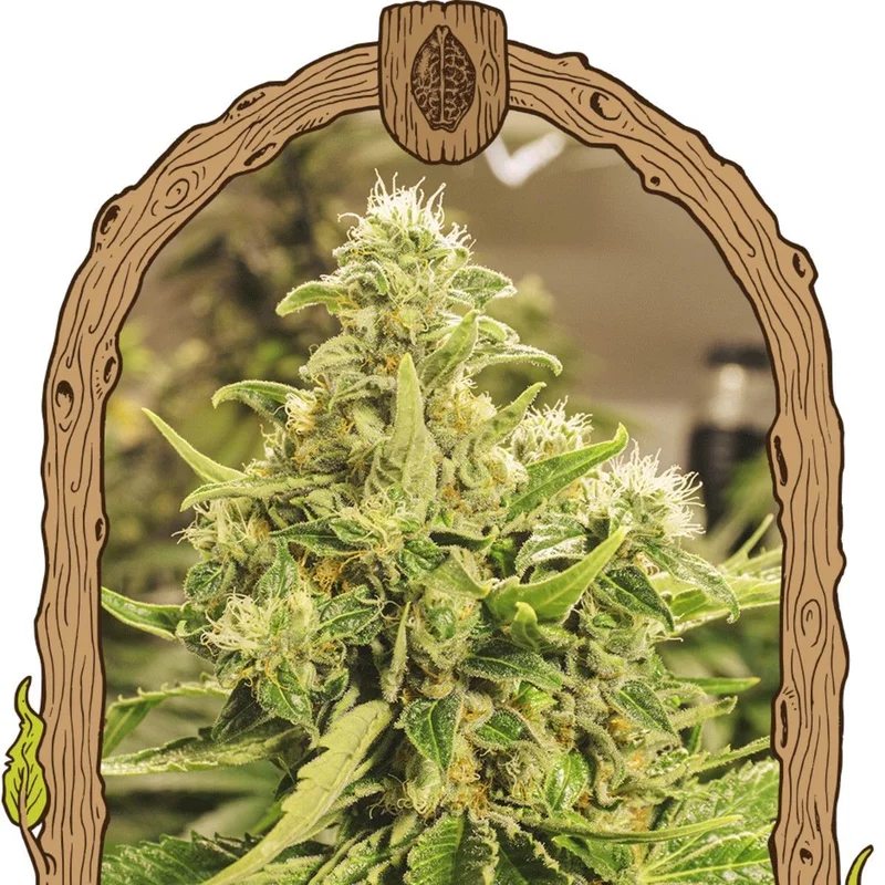 Exotic Pure CBG van Exotic Seed