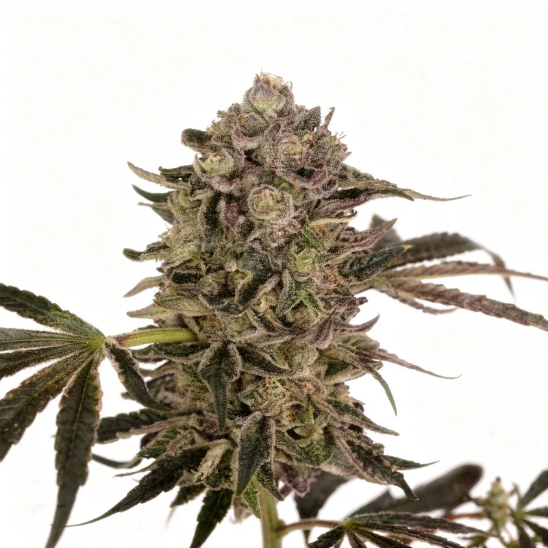 Quick Sherbet van Exotic Seed