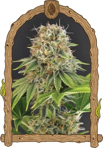 Wedding Monkey van Exotic Seed