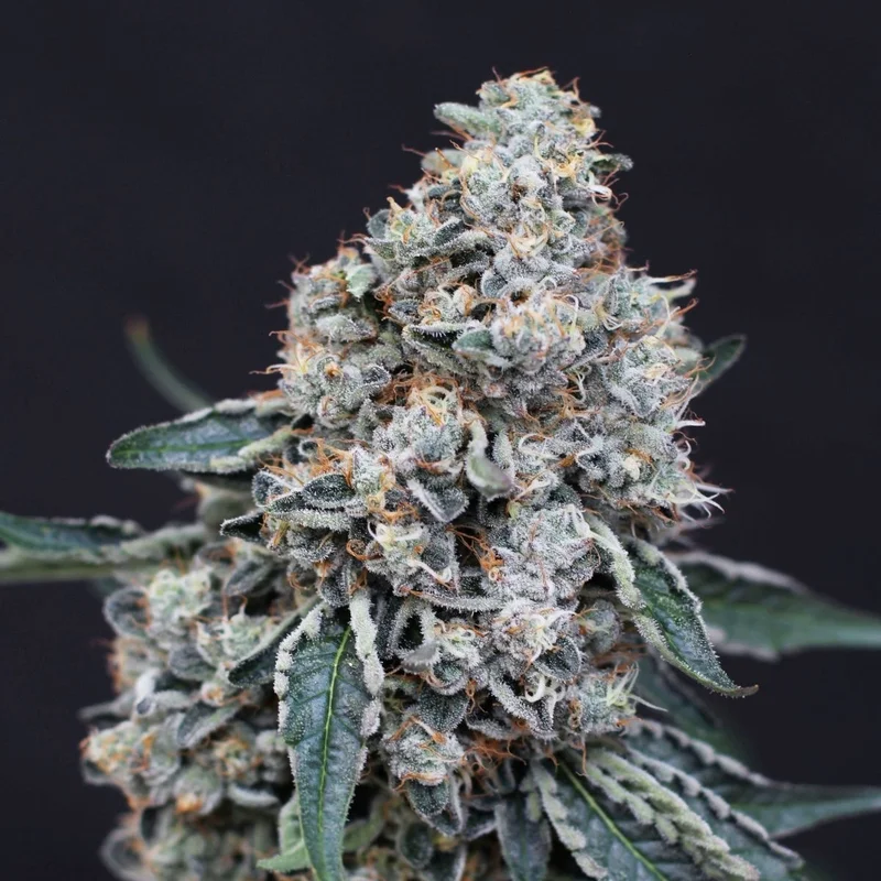 Quick Wash van Exotic Seed