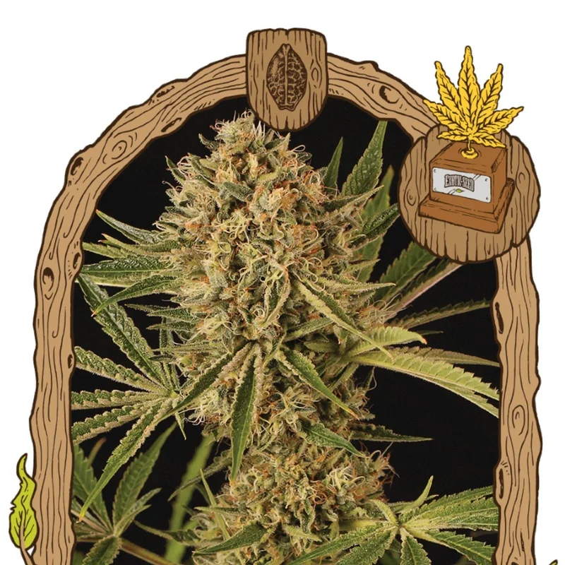 Herz OG van Exotic Seed