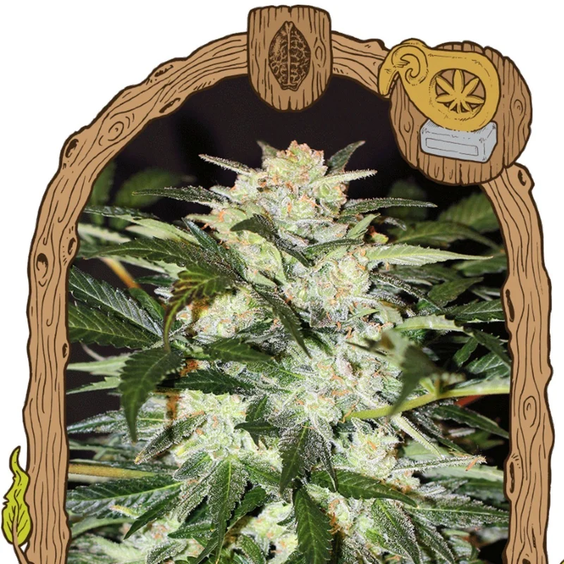 Monster Mash van Exotic Seed