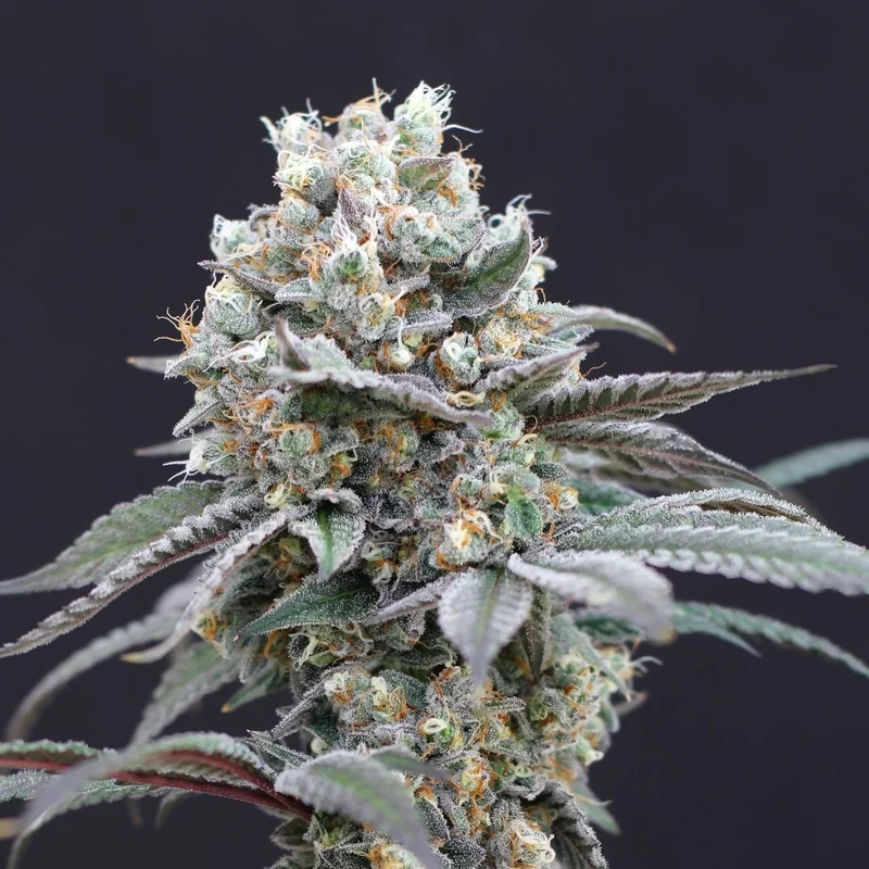 The Clash van Exotic Seed