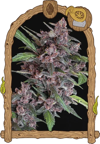 Black Lemon van Exotic Seed