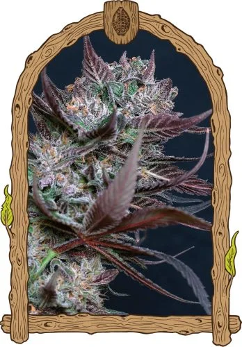 Black Lemon van Exotic Seed