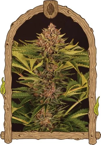 Strawberry Cola van Exotic Seed
