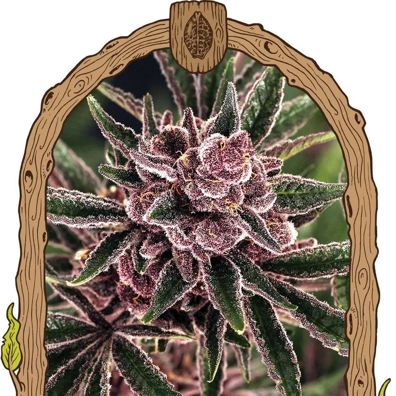 Tropical Fuel van Exotic Seed