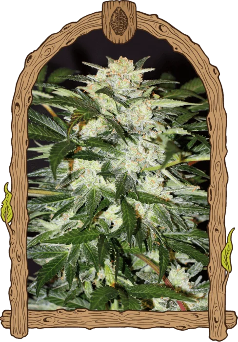 Monster Mash van Exotic Seed