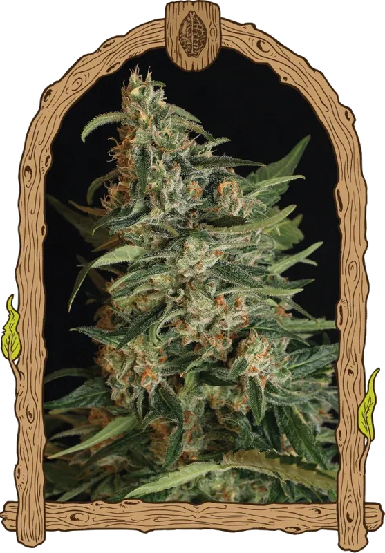Green Gummy van Exotic Seed