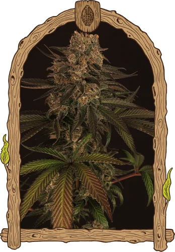 Exotic Colours van Exotic Seed