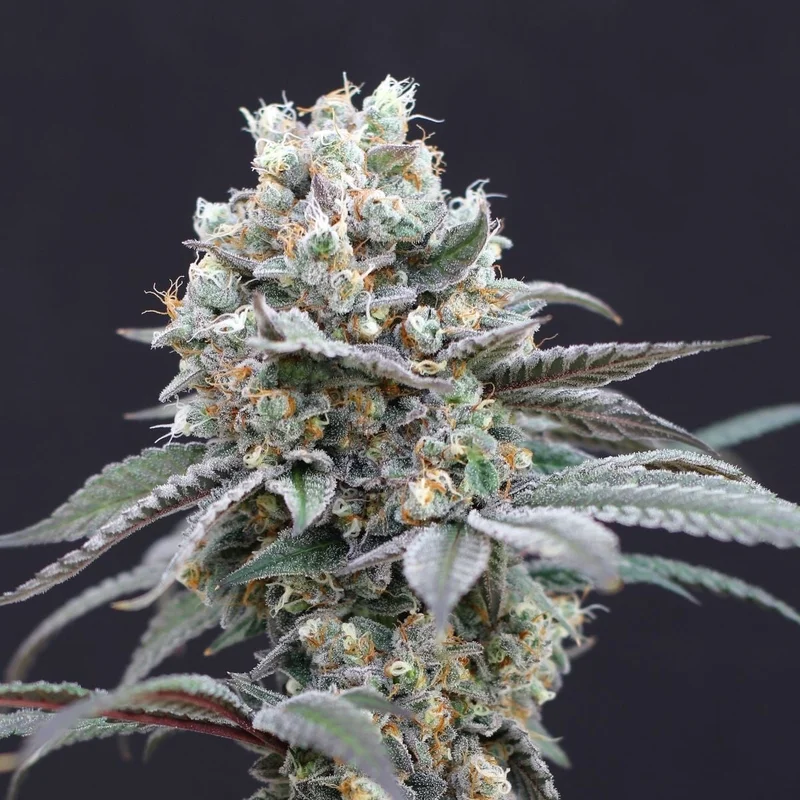 The Clash van Exotic Seed