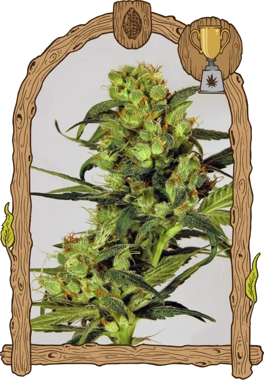 Spicy Bitch van Exotic Seed
