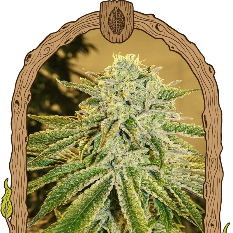 White Banana van Exotic Seed