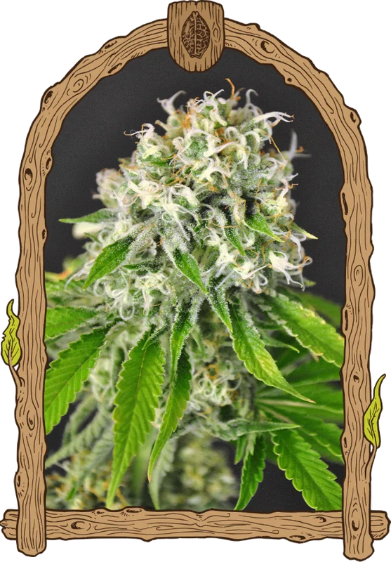 Exotic Runtz van Exotic Seed
