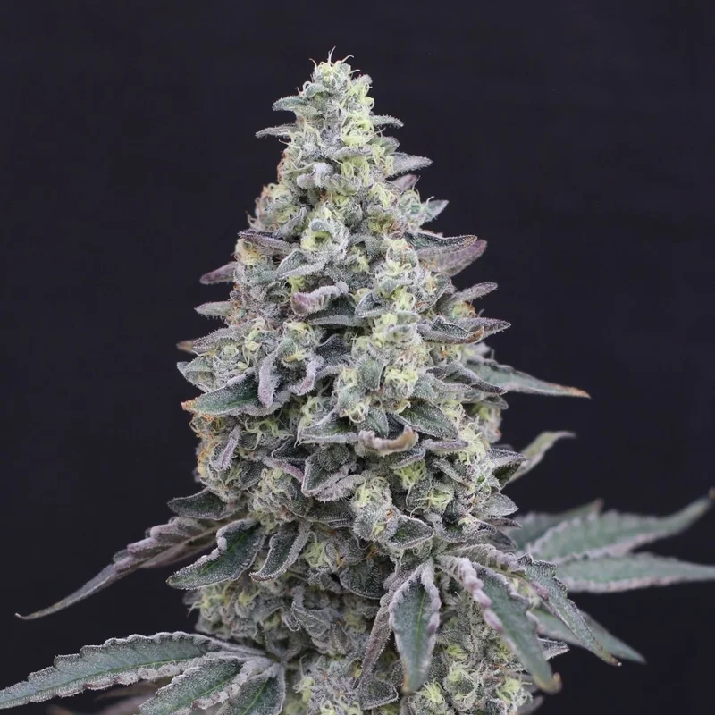 Georgia Cream van Exotic Seed