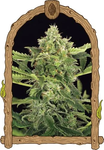 Mango Cream van Exotic Seed