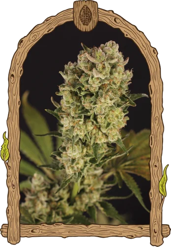 Candy Jungle van Exotic Seed