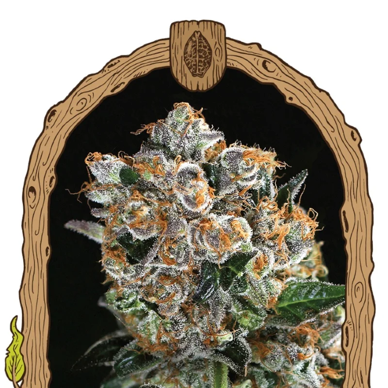 Malasana Cookies van Exotic Seed