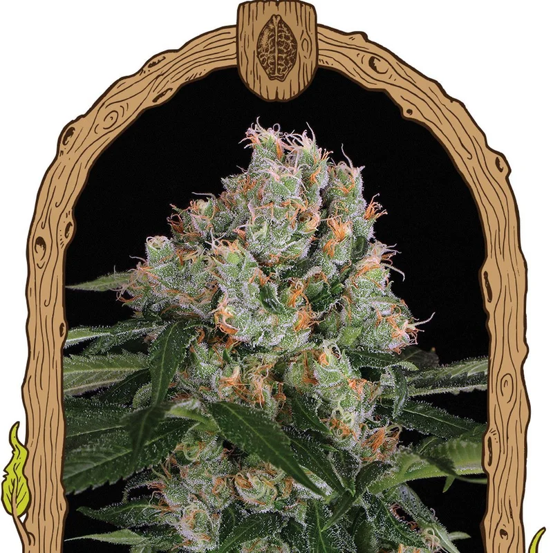 Arctic Flurry van Exotic Seed