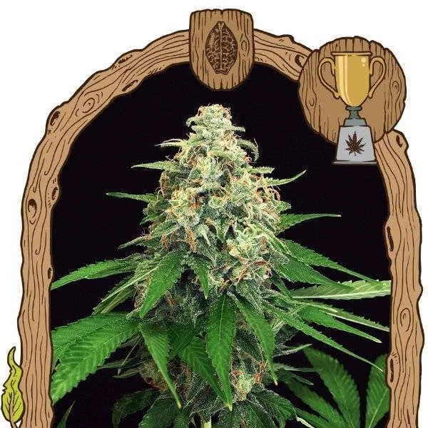 Mango Cream van Exotic Seed