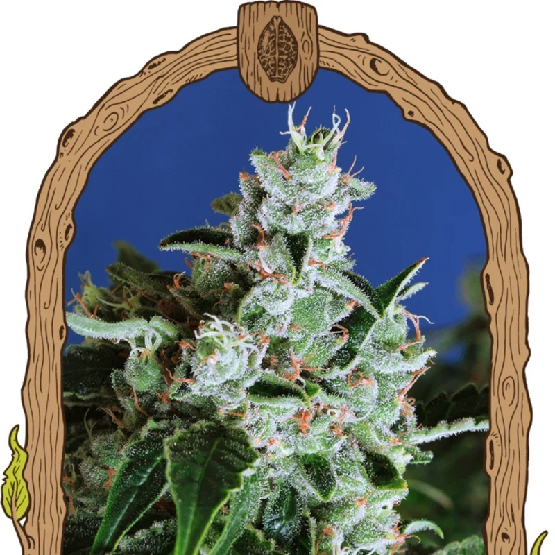 Purple Shot van Exotic Seed