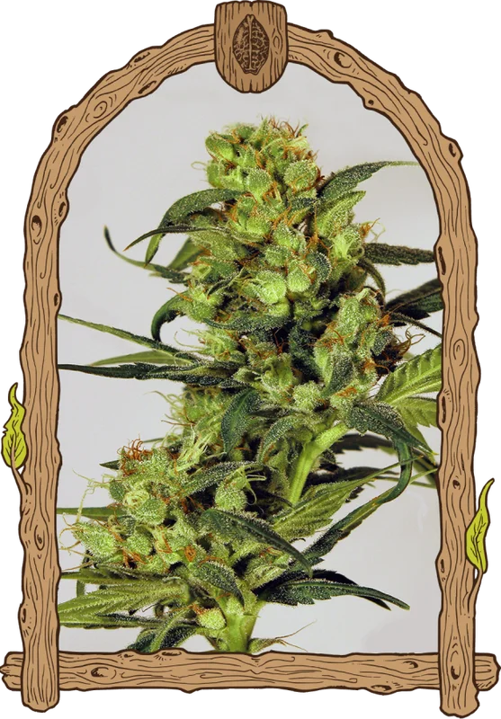 Spicy Bitch van Exotic Seed