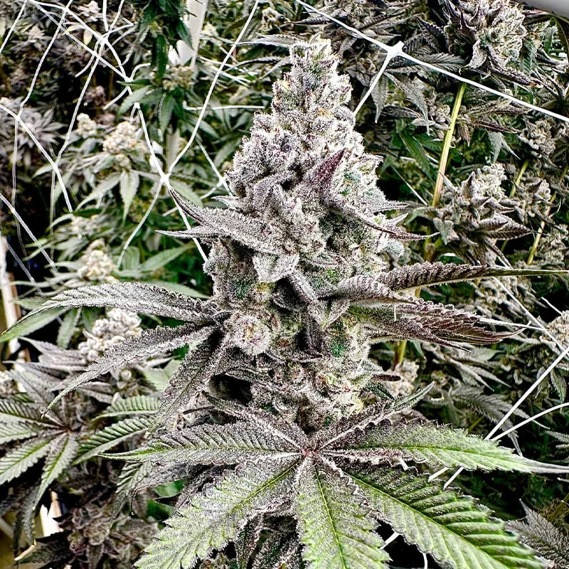 Melt Monster van Exotic Genetix