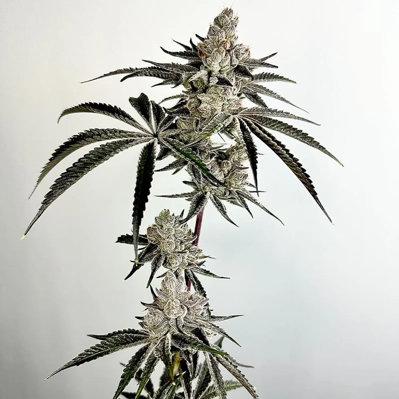 Lazeralus van Exotic Genetix