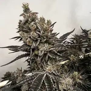 Bread & Butter van Exotic Genetix