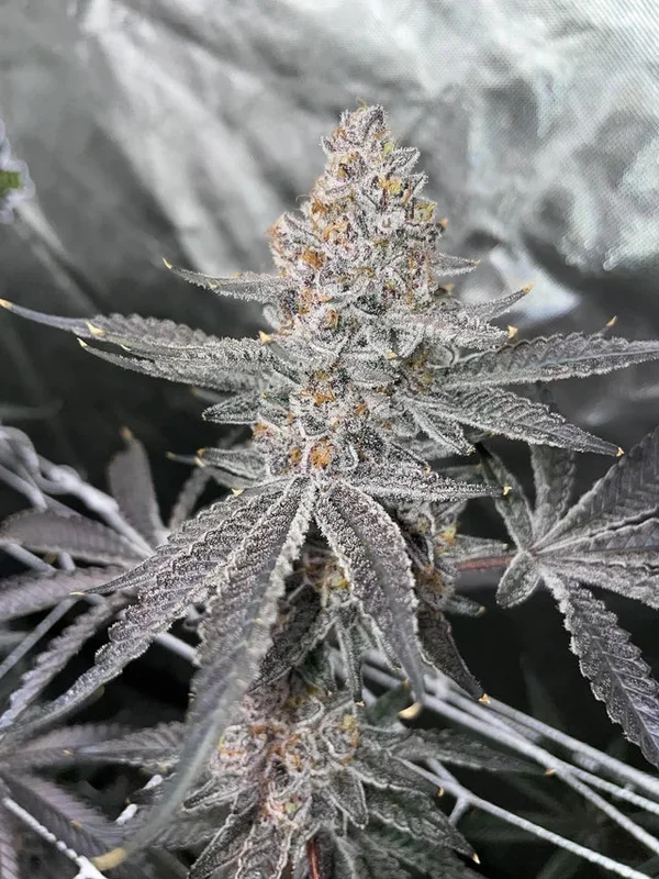 Roxanne van Exotic Genetix