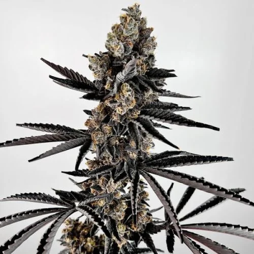 Planet Sherb van Exotic Genetix