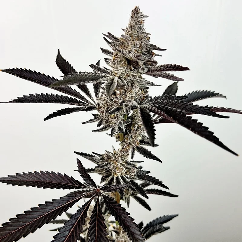Cosmic 22 van Exotic Genetix